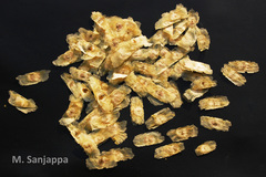 Millingtonia hortensis